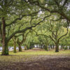 charlestont1_promo_5-2.jpg