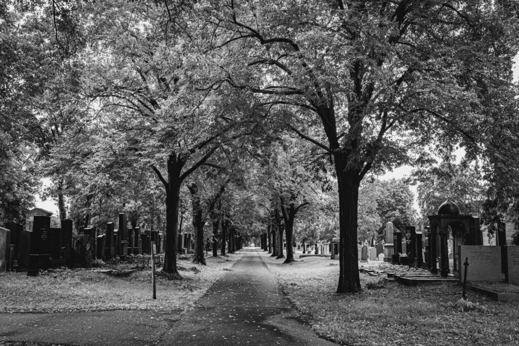 Tree-lined avenue at Vienna's Central Cemetery