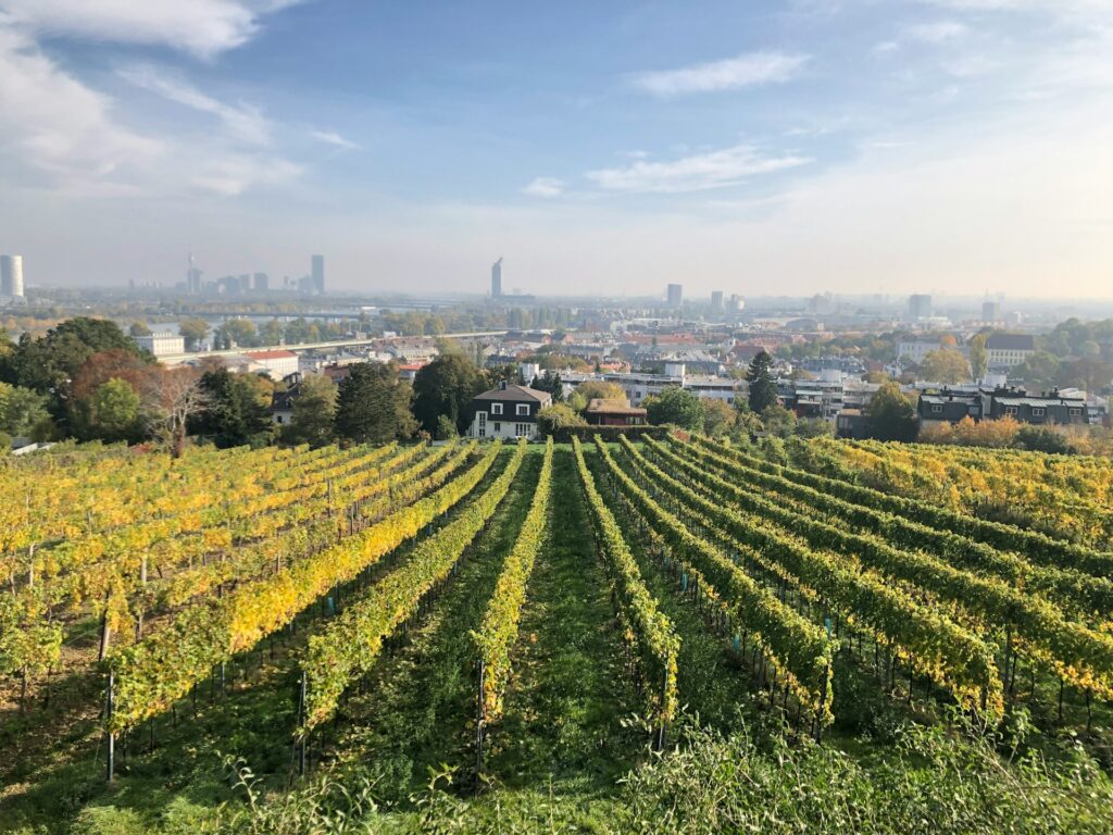 Weinbergzeilen über Wien in Herbstfarben
